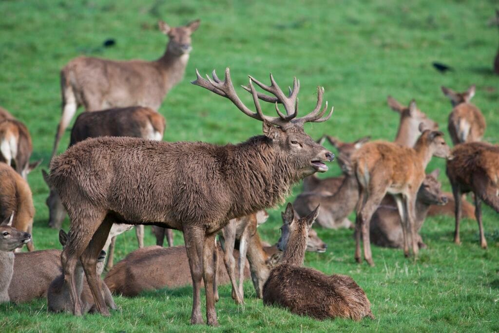england red deers cervus elaphus 2024 09 16 15 17 38 utc