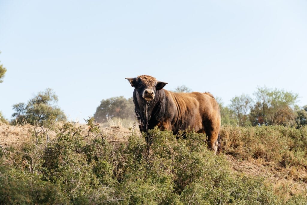 young breeding bull with horns standing in hill si 2025 01 09 04 29 53 utc