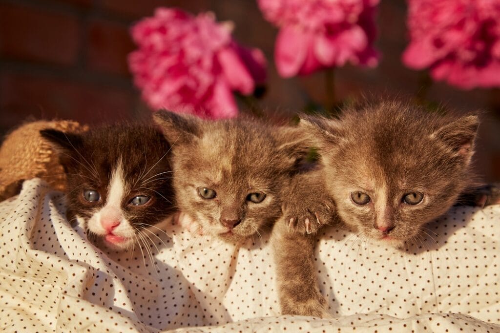 cute domestic animals kittens among blooming peony 2025 03 07 09 27 53 utc