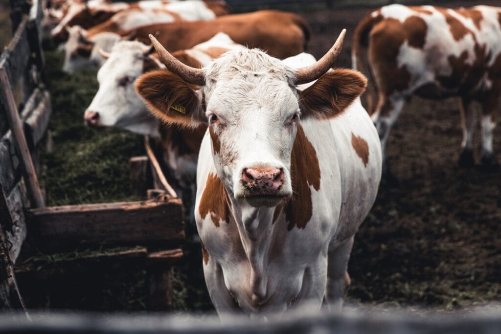cows on the form milk production household anima 2024 12 07 06 01 49 utc