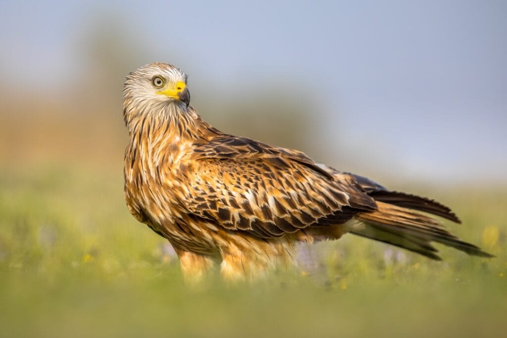 red kite perched in green grass with flowers 2026 01 09 01 13 52 utc