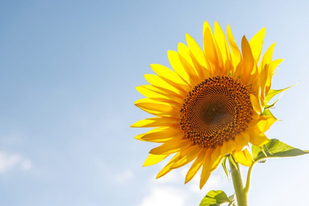 sunflower field in full bloom 2026 03 25 09 47 51 utc