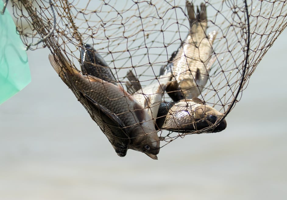 freshly caught fish held in a fishing net 2026 01 09 14 41 27 utc
