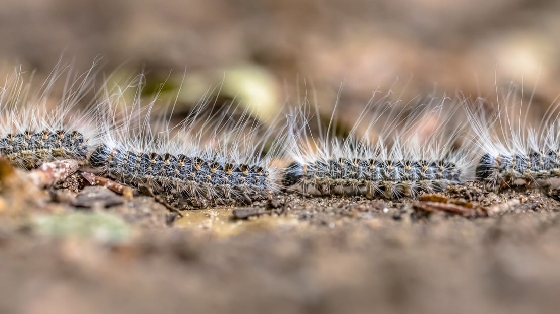 hairy caterpillar group crawling on the ground 2026 01 09 01 18 18 utc