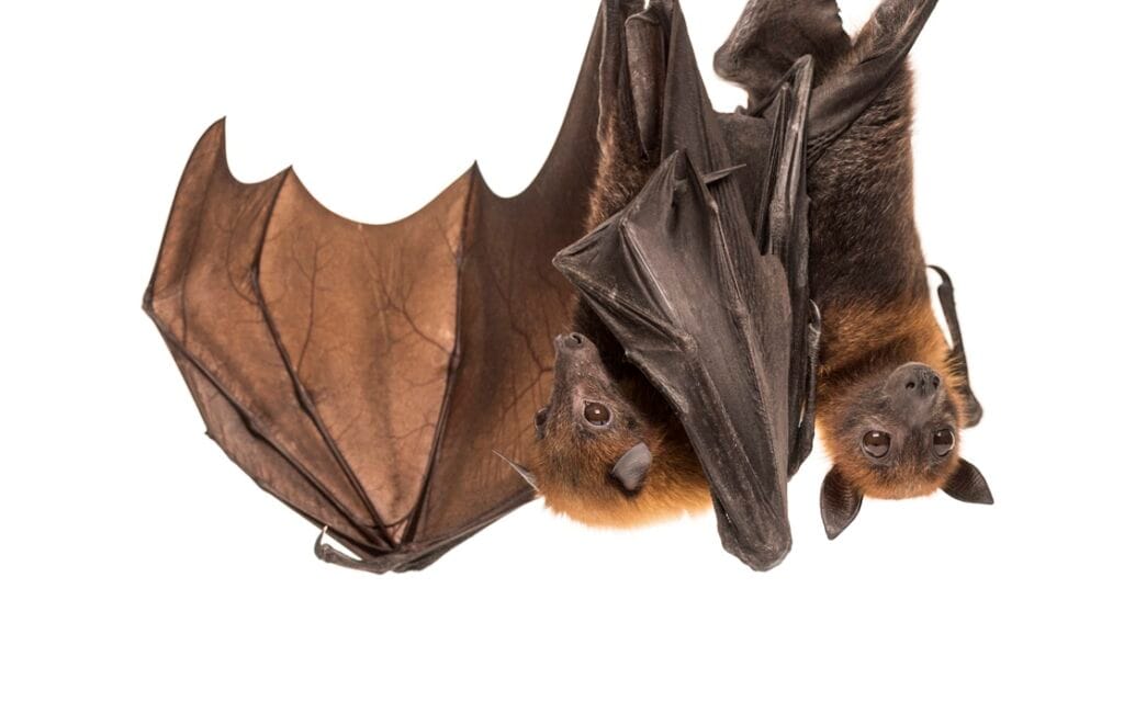 lyle s flying fox hanging from a branch pteropus 2026 03 09 07 55 51 utc