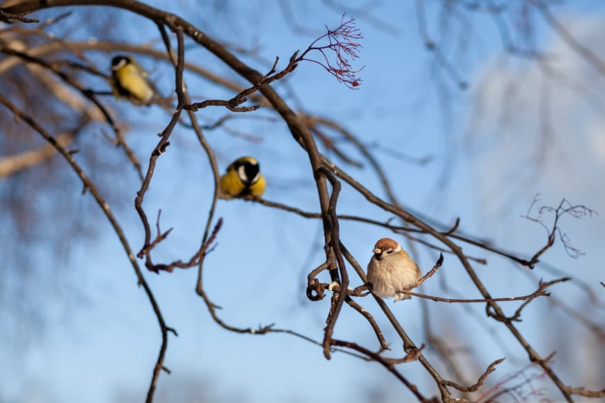 birds resting peacefully on tree branches in winte 2026 09 23 21 54 04 utc